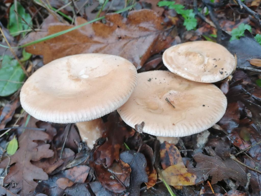 Balıkesir’in dağlık ilçelerinde sonbahar yağmurlarıyla birlikte melki, yani Kanlıca mantarı