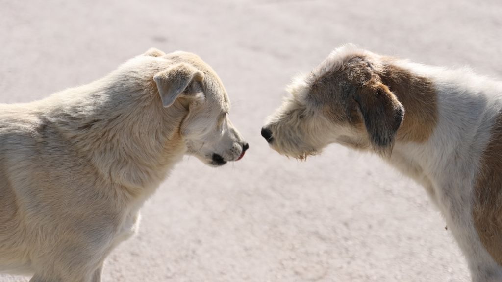 Bandırma Belediyesi, sokak hayvanlarının daha sağlıklı ve güvenli koşullarda yaşamlarını