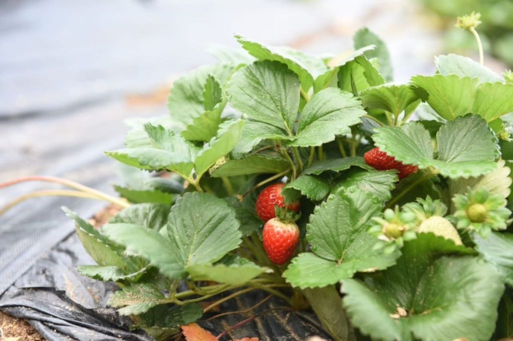 560444024 787696220833665 669250856846374286 n - Marmara Bölge Gazetesi