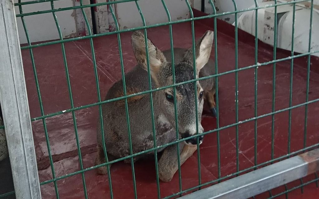 Bigadiç’te doğada yaralı halde bulunan bir karaca, Bigadiç Belediyesi Veteriner