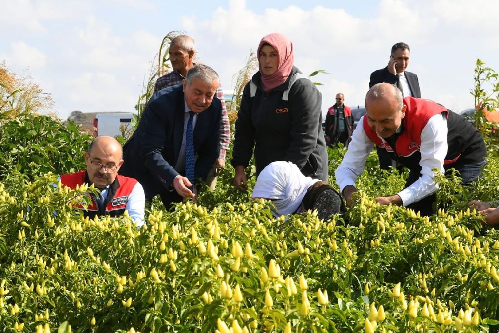 Balıkesir’de Ekim Ayında Biber Hasadı 564635354 18310325614222704 6256541083480918760 n - Marmara Bölge Gazetesi