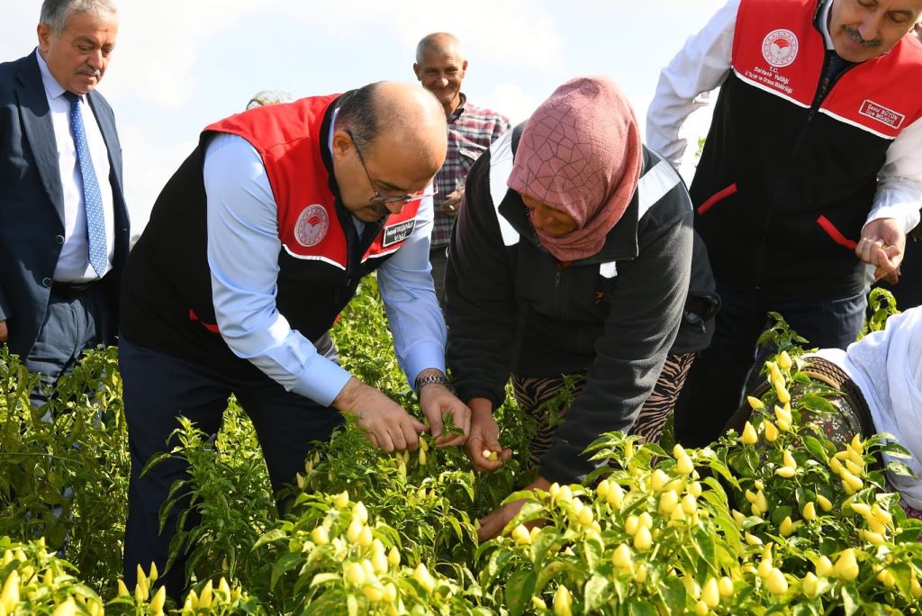 Balıkesir’de Ekim Ayında Biber Hasadı 565535614 18310325599222704 5159071935925237877 n - Marmara Bölge Gazetesi