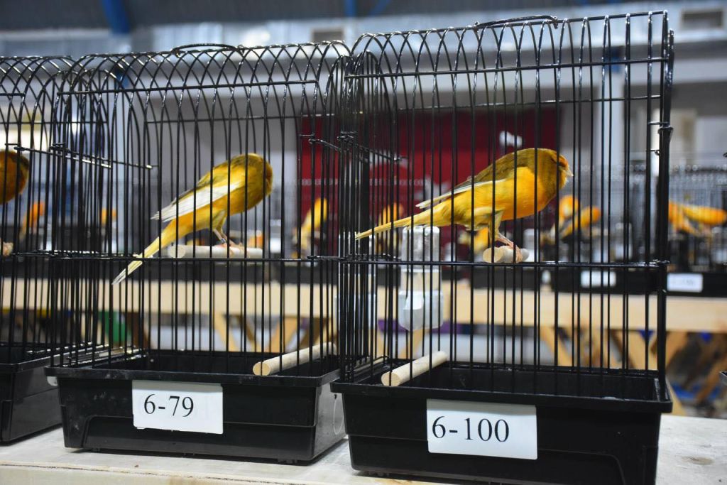 Balıkesir Edremit Belediyesi ile Edremit Yorkshire Kanarya Kulübü iş birliğiyle