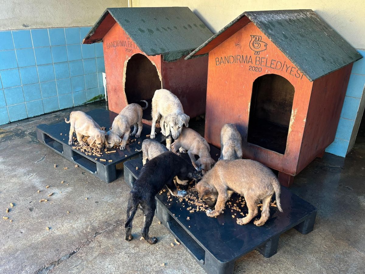 Bandırma’da Sokak Hayvanları Alarmı! 572962386 18333632845225400 833960040415822278 n - Marmara Bölge Gazetesi