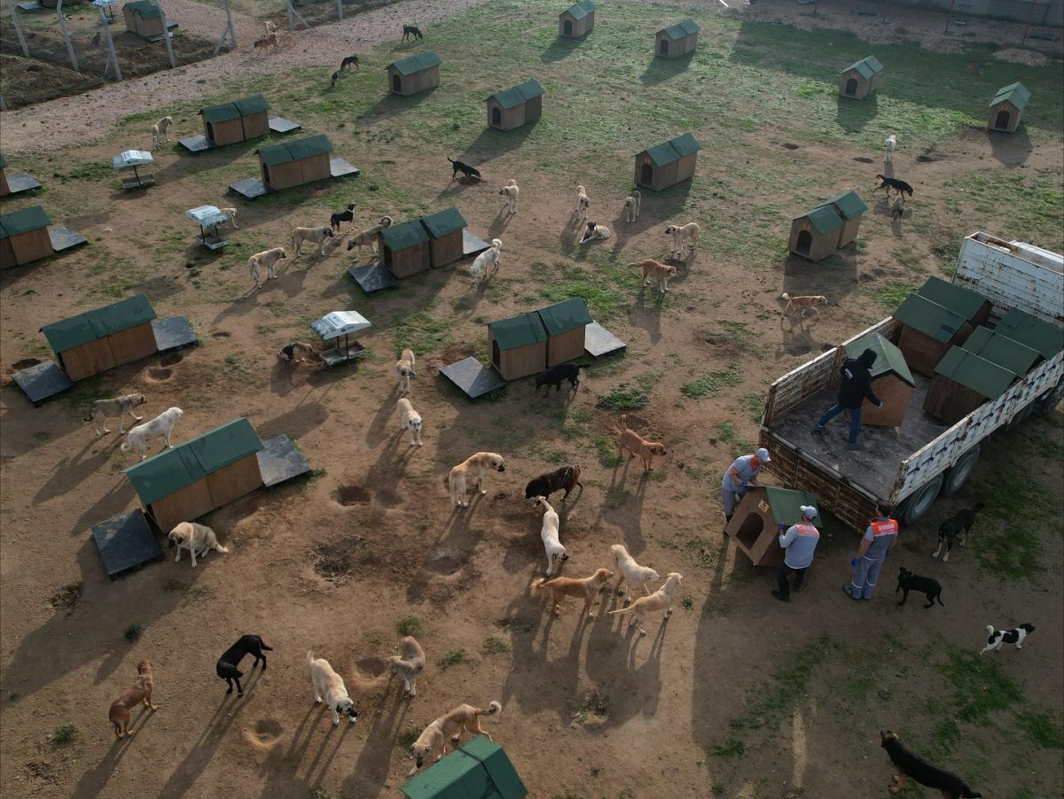 Bandırma’da Sokak Hayvanları Alarmı! 572968137 18333632857225400 4388687962771655960 n - Marmara Bölge Gazetesi