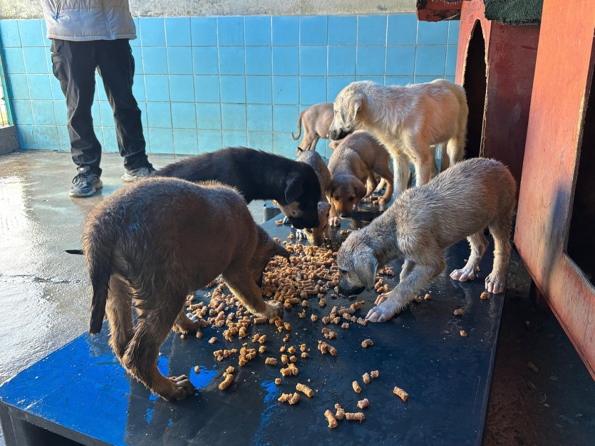 Bandırma Belediyesi, sokak hayvanlarının yaşam koşullarını iyileştirmek için mama üretimine