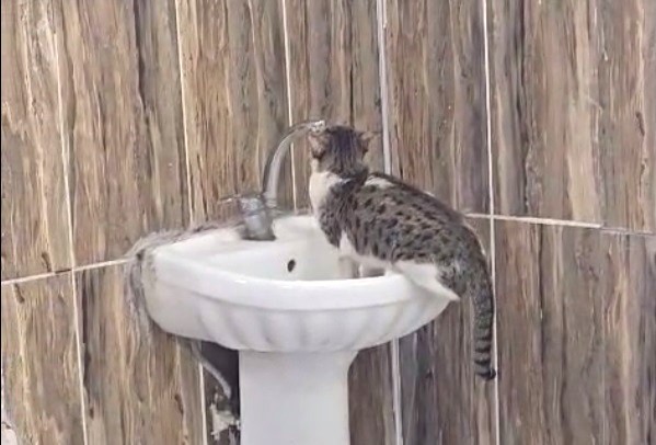 Kedi Önce Lavaboya Çıktı Sonra Musluğu Açıp Su İçti! AW549383 02 - Marmara Bölge Gazetesi