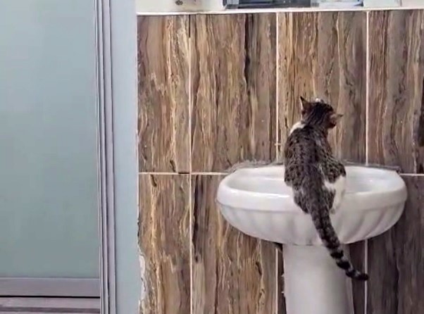 Kedi Önce Lavaboya Çıktı Sonra Musluğu Açıp Su İçti! AW549383 03 - Marmara Bölge Gazetesi