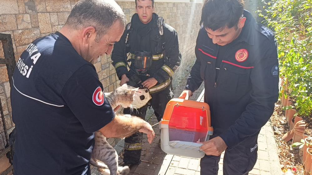 Dolabın Arkasında Saklanan Kedi Alevlerden Çıkarıldı AW551372 05 - Marmara Bölge Gazetesi