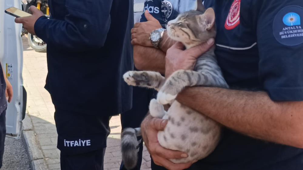 Dolabın Arkasında Saklanan Kedi Alevlerden Çıkarıldı AW551372 07 - Marmara Bölge Gazetesi