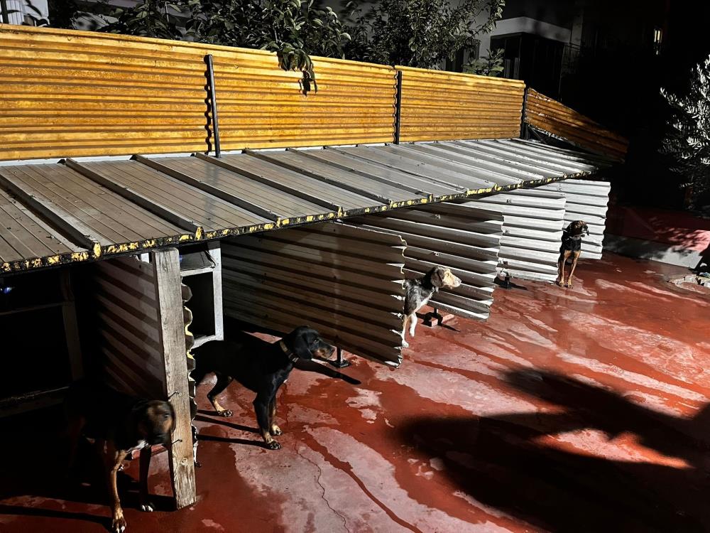 Balıkesir’de 6 Köpeğe Sopayla Saldırdı! AW556930 01 - Marmara Bölge Gazetesi