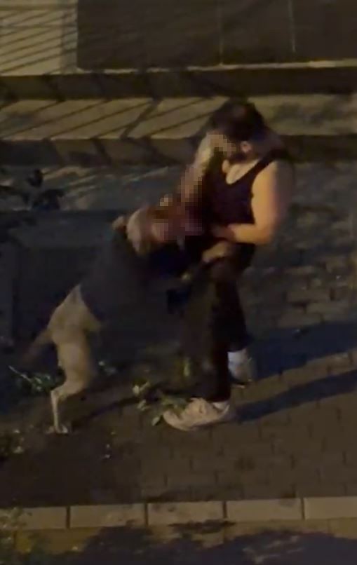 Pitbull Dehşeti! AW557358 01 - Marmara Bölge Gazetesi