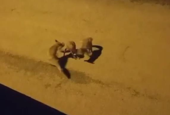Sokak Ortasında Tilki Dansı! AW559068 01 - Marmara Bölge Gazetesi