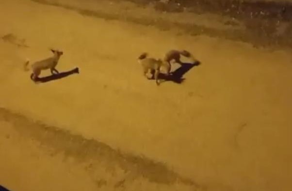 Sokak Ortasında Tilki Dansı! AW559068 02 - Marmara Bölge Gazetesi
