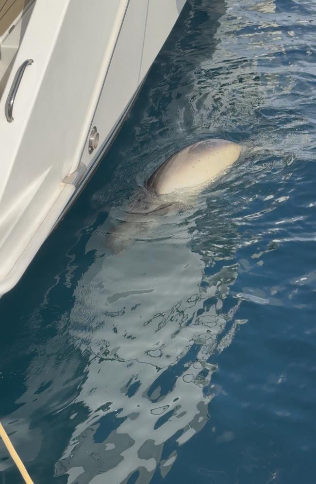 Akdeniz Foku Görenleri Şaşırttı! AW564943 02 - Marmara Bölge Gazetesi
