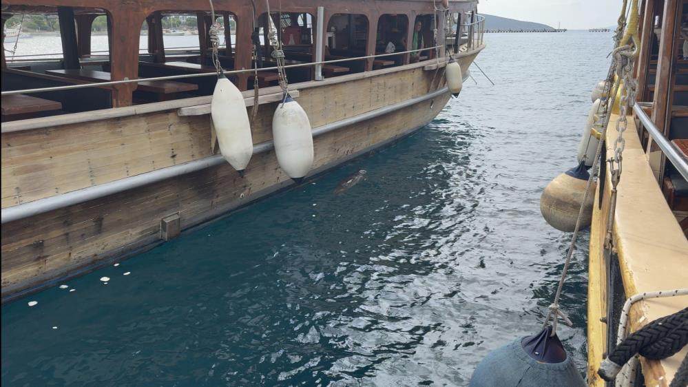 Akdeniz Foku Görenleri Şaşırttı! AW564943 05 - Marmara Bölge Gazetesi
