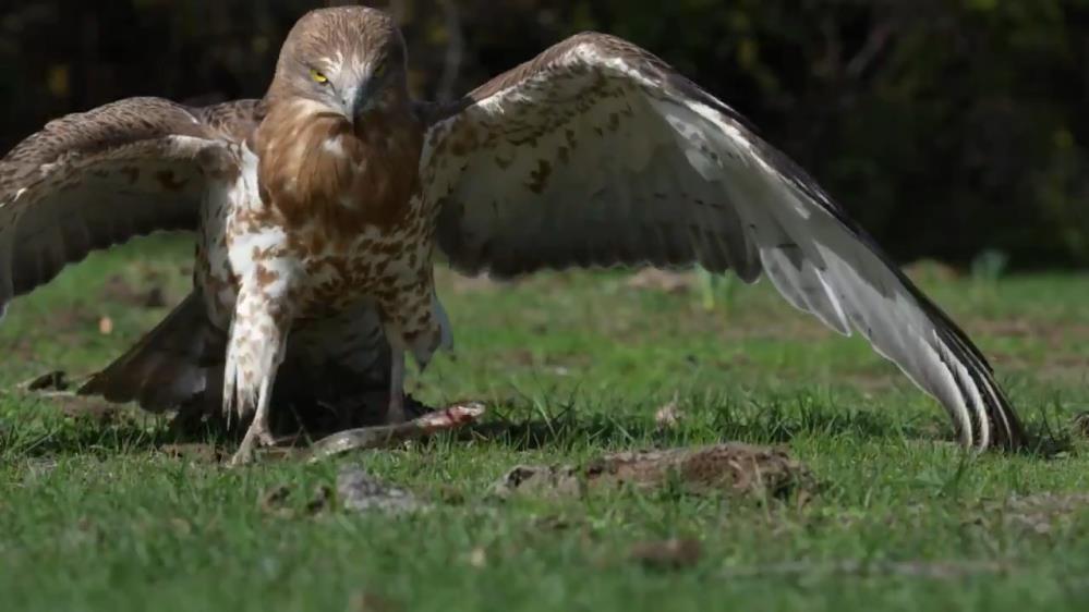 Yılan Kartalı Avını Affetmedi! AW567389 03 - Marmara Bölge Gazetesi