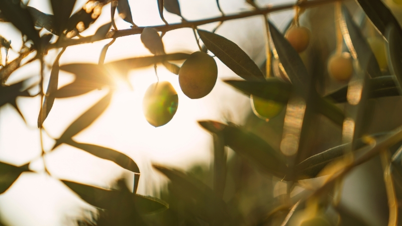 Zeytin Yaprağı Doğanın En Güçlü Kalkanı! Adsiz tasarim 1 22 - Marmara Bölge Gazetesi