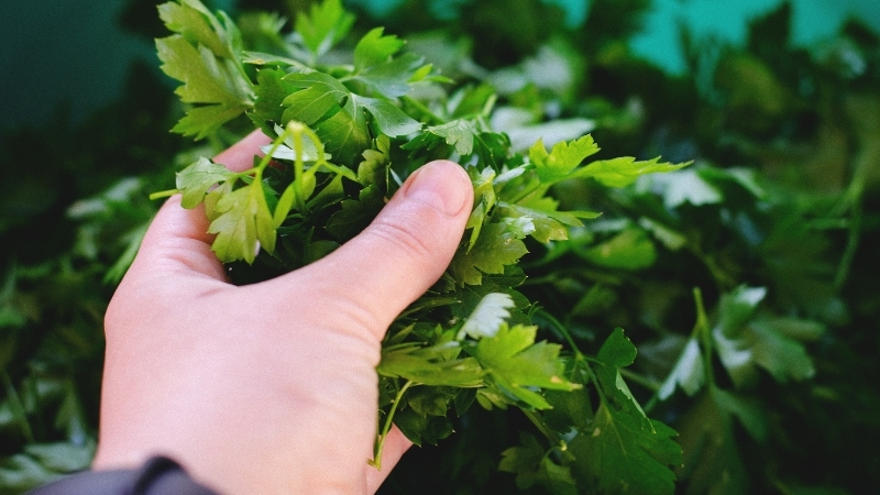 Maydanozu günlerce taptaze tutmanın sırrı ortaya çıktı. Doğru saklama yöntemleriyle