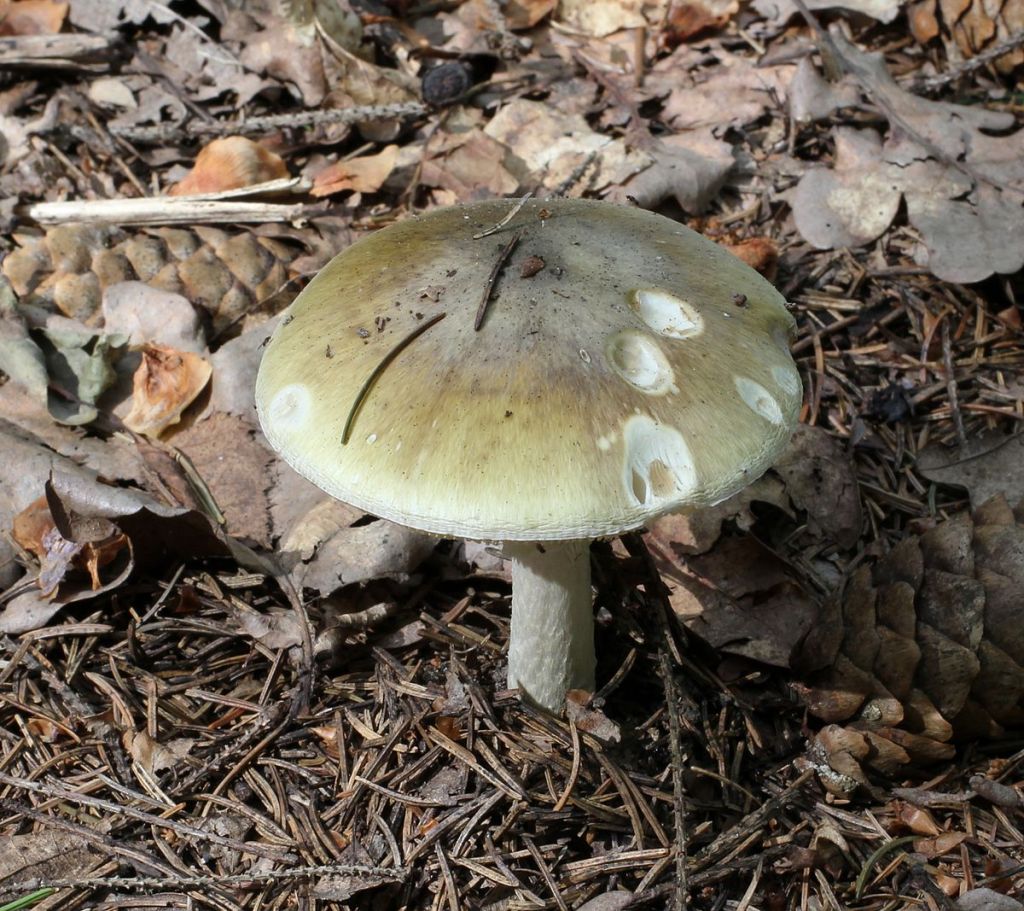 Amanita phalloides 2011 G3 - Marmara Bölge Gazetesi