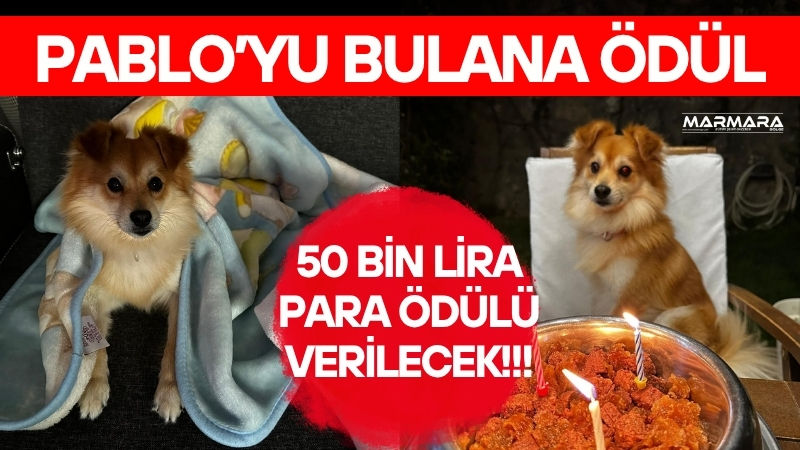 Bursa’da yaşayan Bilen ailesi, 24 Temmuz’da kaybolan Alman Spitz cinsi