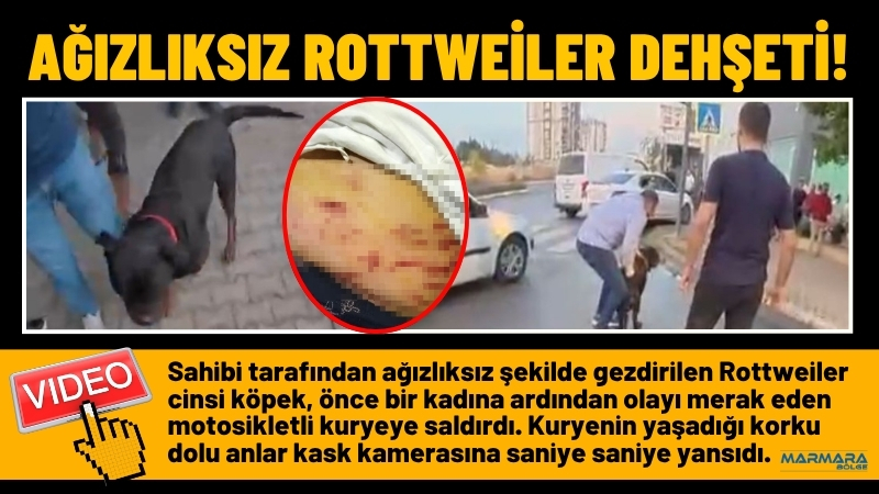 Mersin’de sahibi tarafından ağızlıksız şekilde gezdirilen Rottweiler cinsi köpek, önce
