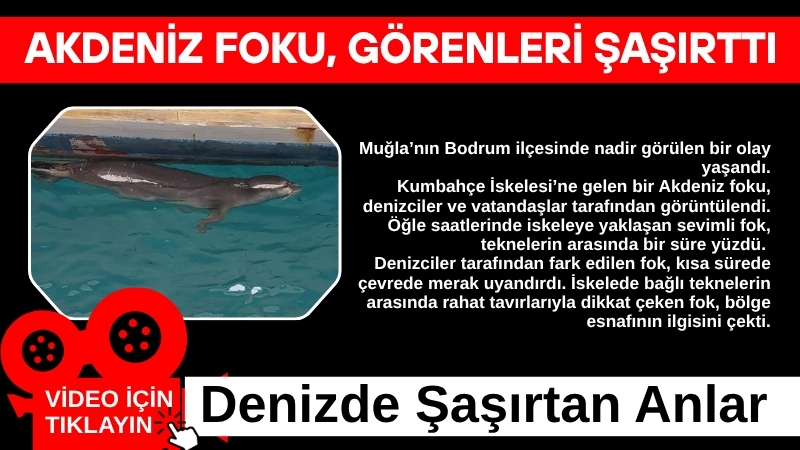 Muğla’nın Bodrum ilçesinde nadir görülen bir olay yaşandı.  Kumbahçe