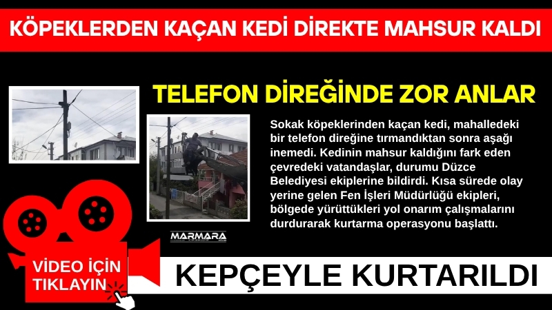 Düzce’de köpeklerden kaçarak telefon direğine tırmanan bir kedi, Düzce Belediyesi