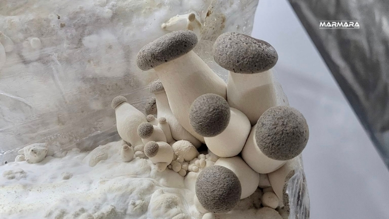 Balıkesir’de kültür mantarının yanı sıra Aslan Yelesi, Shiitake, Maitake ve