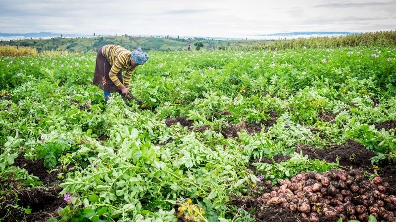 Sonbaharın serin yüzünü hissettirdiği Ekim ayı, Balıkesir’de tarım için hareketli