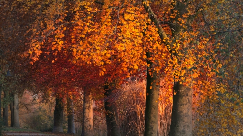 Ekim ayının serin havası kendini hissettirmeye başlarken, Balıkesir’de sonbaharın keyfini