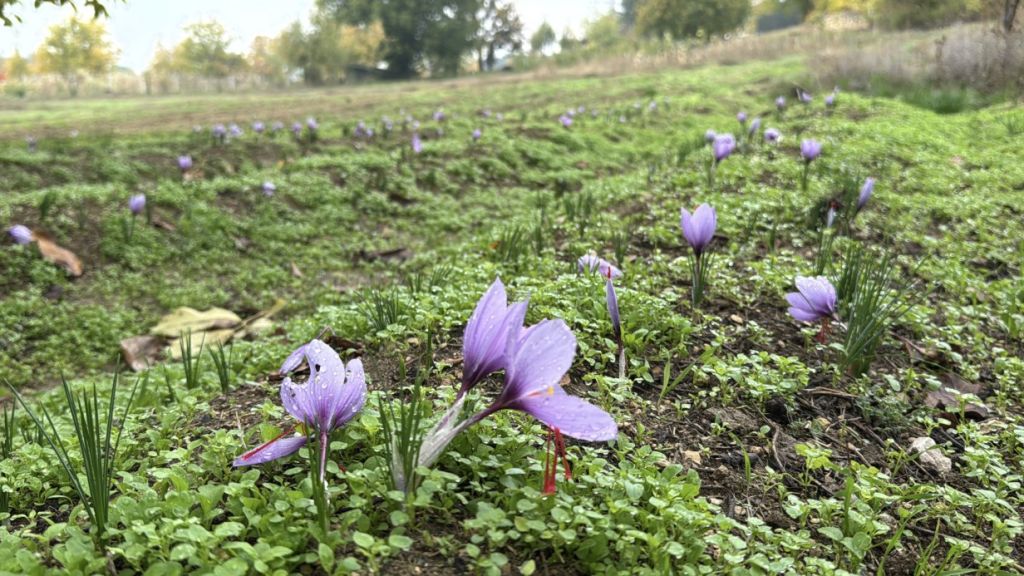 Dünyanın En Pahalı Baharatı 600 Bin Liradan Satılacak aw561884 09 - Marmara Bölge Gazetesi
