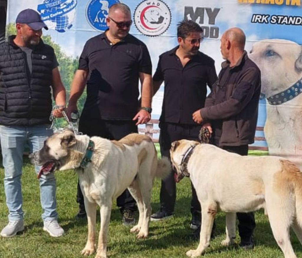 Balıkesir’de bu yıl ikincisi düzenlenen Tarım ve Hayvancılık Fuarı’nda çoban