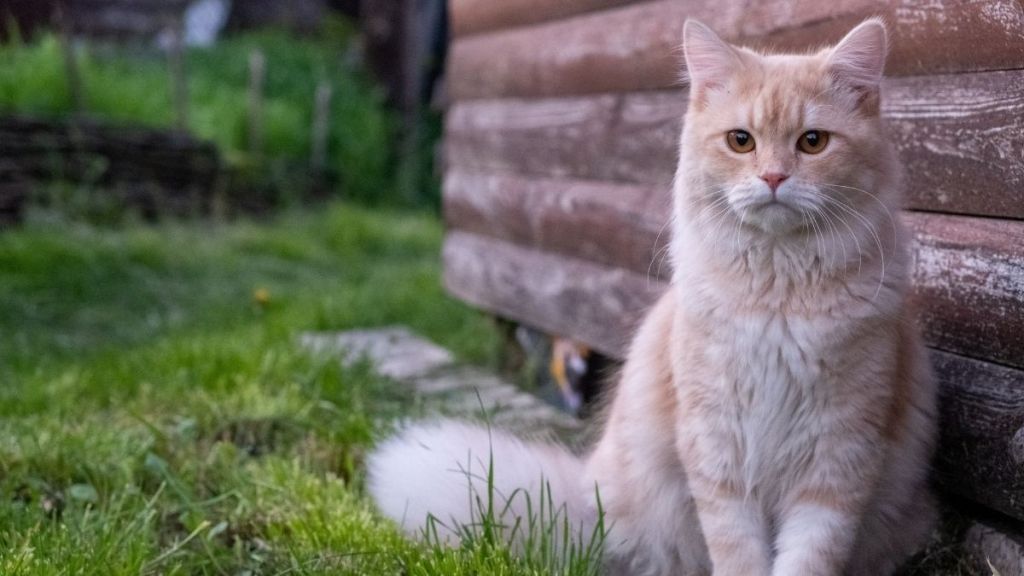 Burhaniye Belediye Başkanı Ali Kemal Deveciler, 4 Ekim Hayvanları Koruma