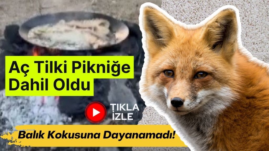 Kars'ta kış aylarının yaklaşmasıyla birlikte yaban hayatı şehir merkezine kadar