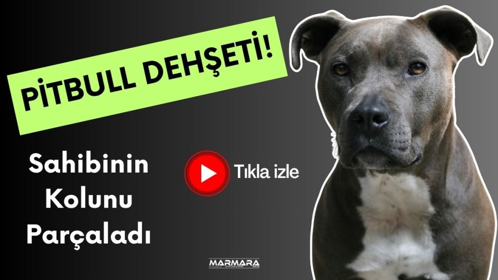 İstanbul Bahçelievler’de pitbull cinsi köpek sahibine saldırdı. Adamın kolunu ısıran