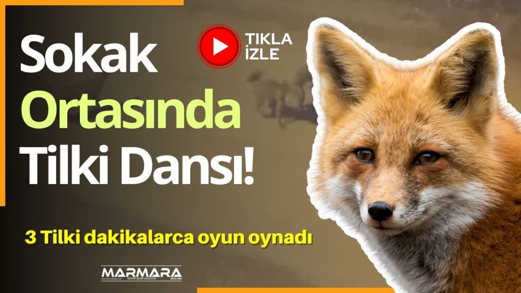 Karabük'ün Safranbolu ilçesinde 3 tilkinin sokakta oyun oynamaları cep telefonu