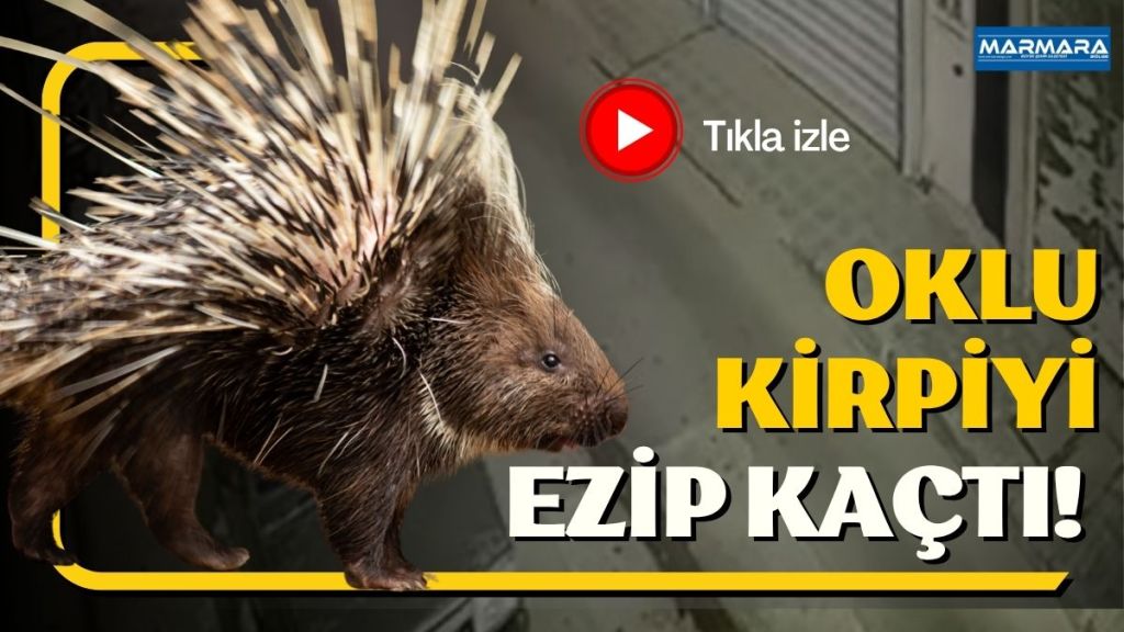 Muğla’nın Milas ilçesinde nesli yok olma tehlikesi altında bulunan oklu