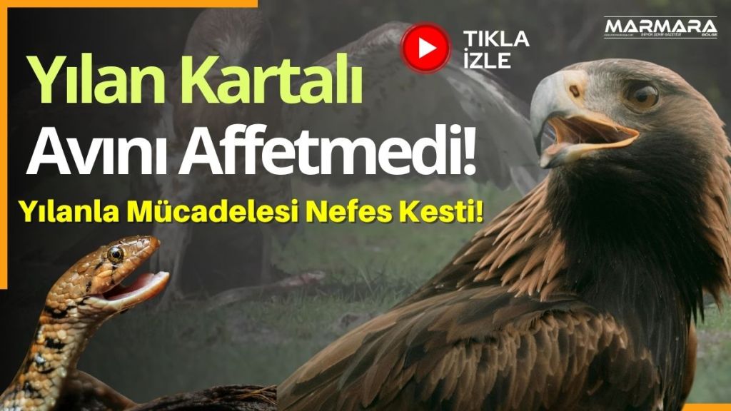 Bursa'da, yılanı pençeleriyle yakalayan kartalın gövde gösterisi objektiflere böyle yansıdı.