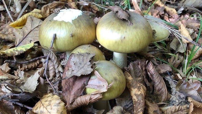 hq720 5 - Marmara Bölge Gazetesi