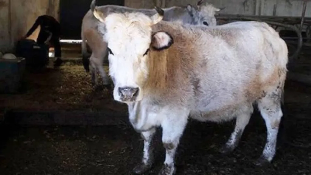 ithal etten deli dana hastaligi cikti - Marmara Bölge Gazetesi