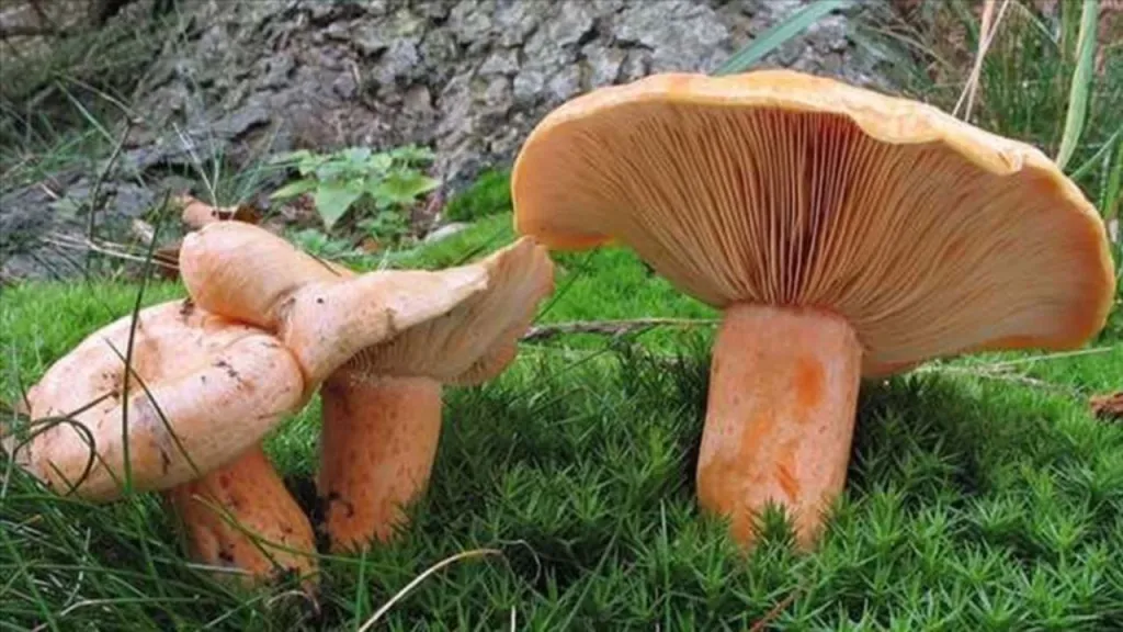 kanlica mantari melki 8gbn - Marmara Bölge Gazetesi