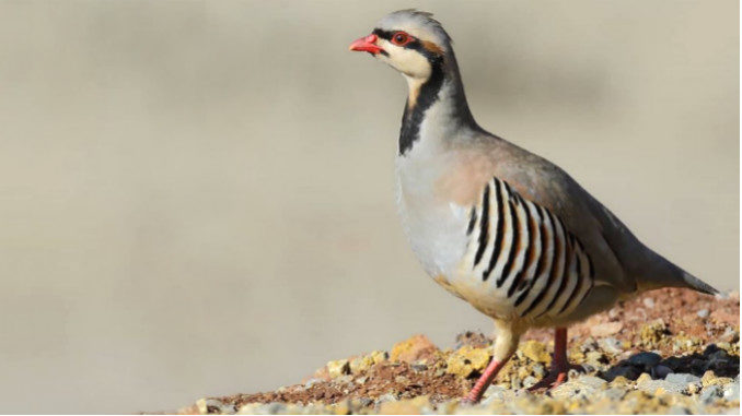 Türk halk müziğinin en sevilen eserlerinden biri olan “İki Keklik”