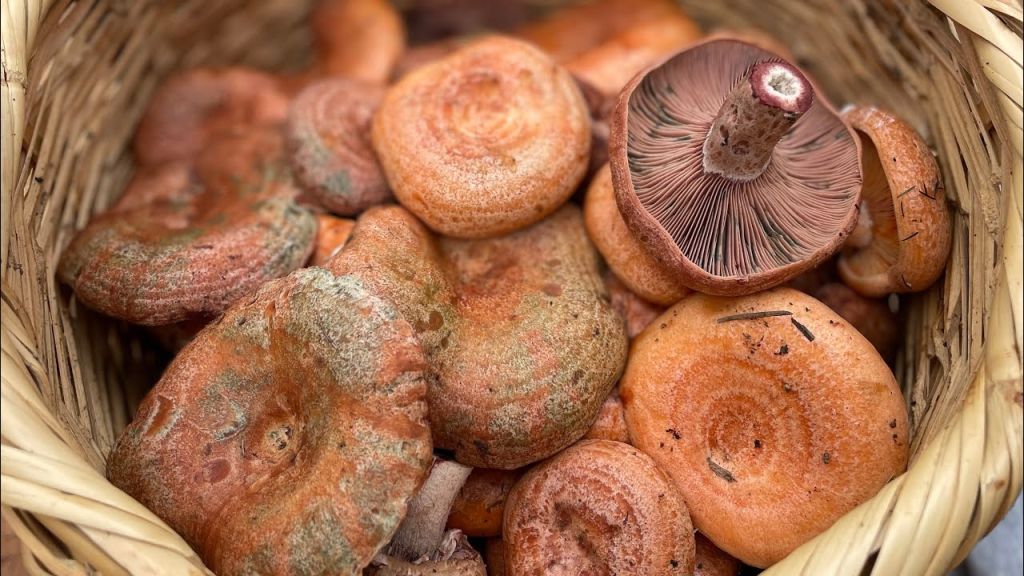 Uzmanlar, sonbahar mevsimiyle birlikte artan mantar toplama merakına karşı uyarıyor: