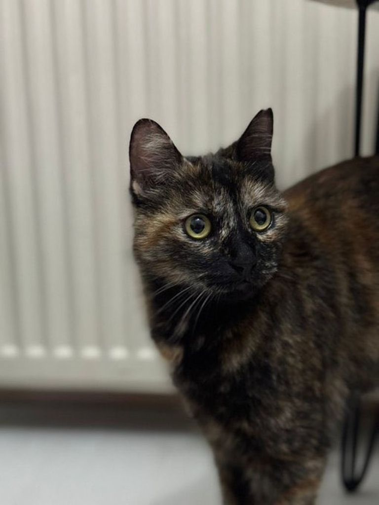 Kedi Cezve'nin Katilinin Cezası Belli Oldu s 6ccd858a1c4d30b955dcfa7f21e737af795577ce - Marmara Bölge Gazetesi