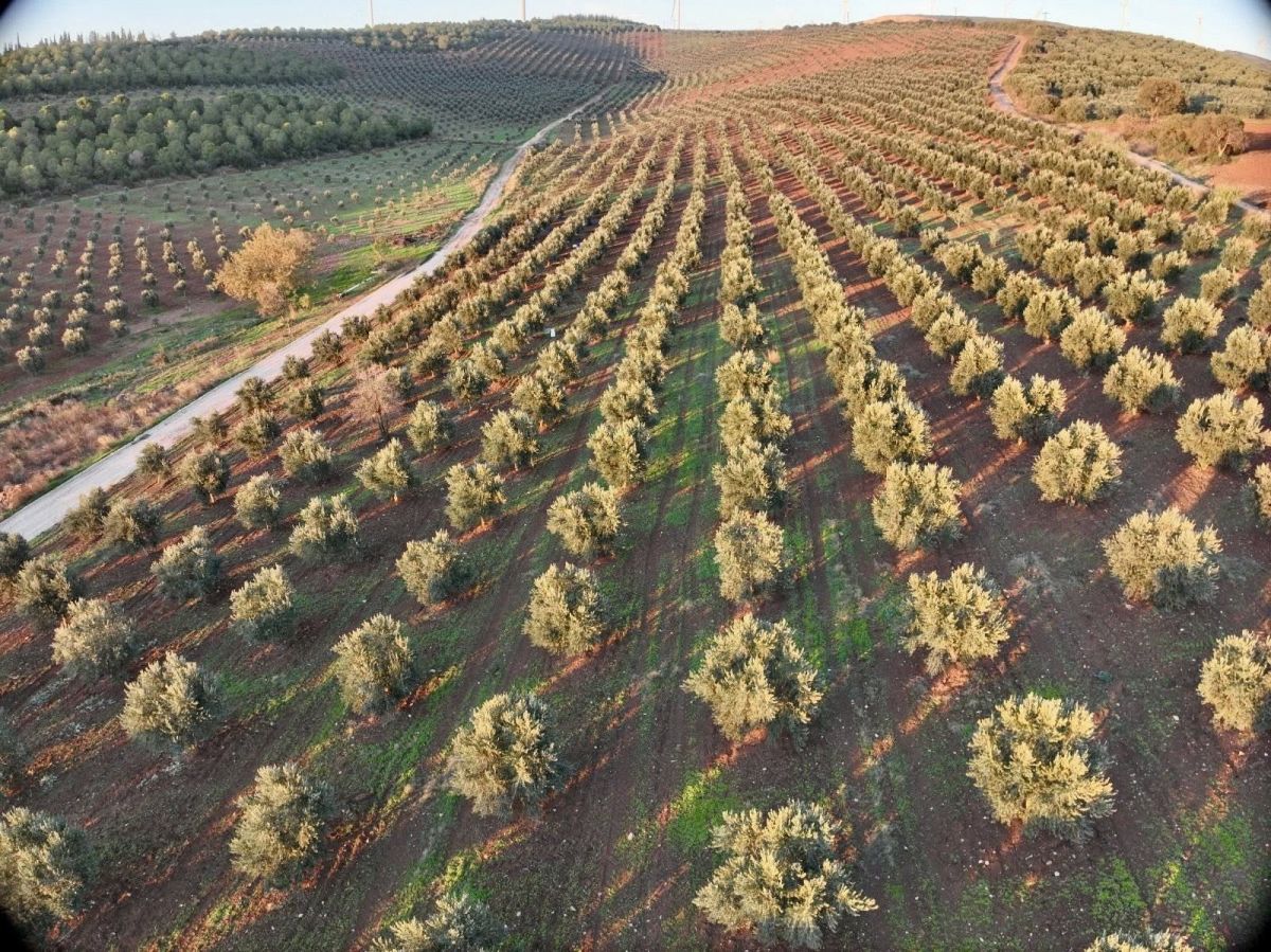 Orman Genel Müdürü Bandırma’da Zeytin Hasadına Katıldı 571804764 1284568907044778 6647759014630068472 n - Marmara Bölge Gazetesi