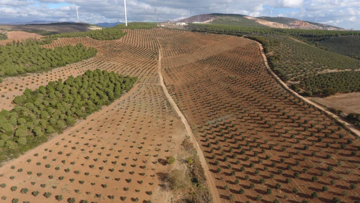Balıkesir Orman Bölge Müdürlüğü tarafından yürütülen gelir getirici tür ağaçlandırma
