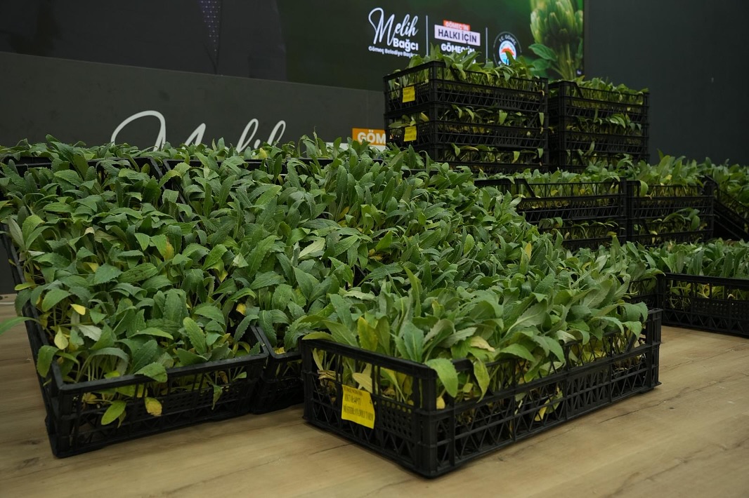 Gömeç Belediyesi, “Üreten Çiftçi, Üreten Gömeç” projesi kapsamında enginar fidanı