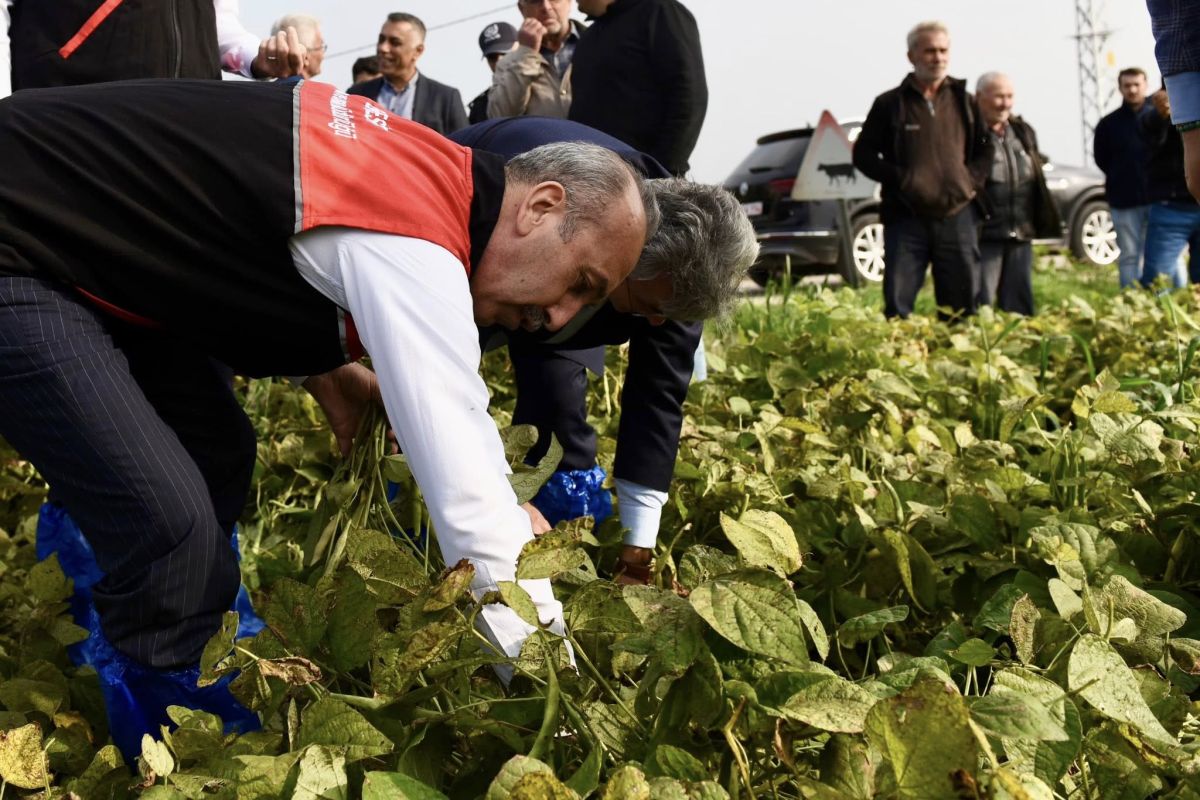 Balıkesir’in Manyas ilçesinde bu yıl ilki düzenlenen “Kazak Fasulyesi Hasat