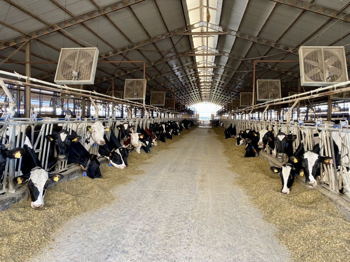 Balıkesir’de süt sığırı yetiştiriciliği yapan işletmelerde Şap (SAT1) hastalığına karşı